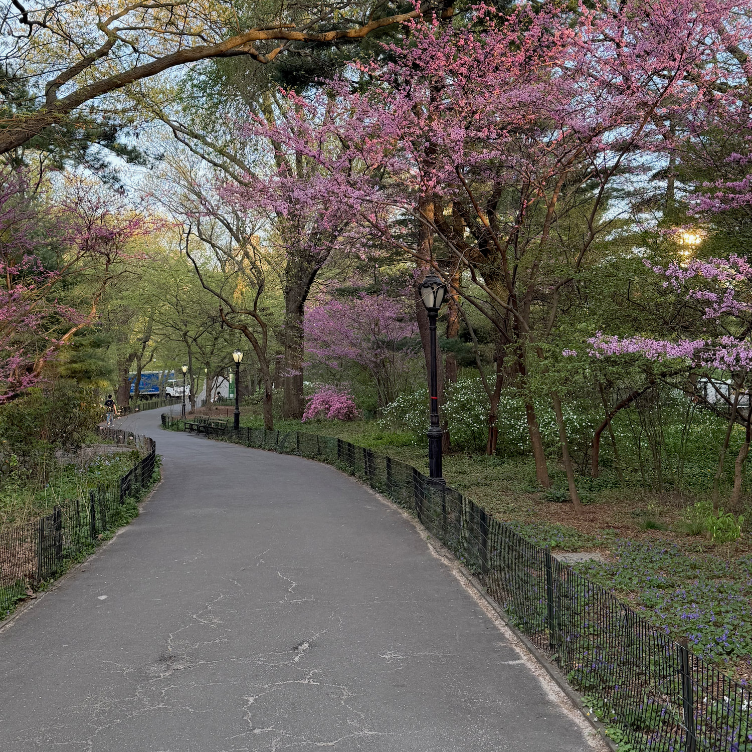 Original photograph of a winding park path beneath flowering spring trees